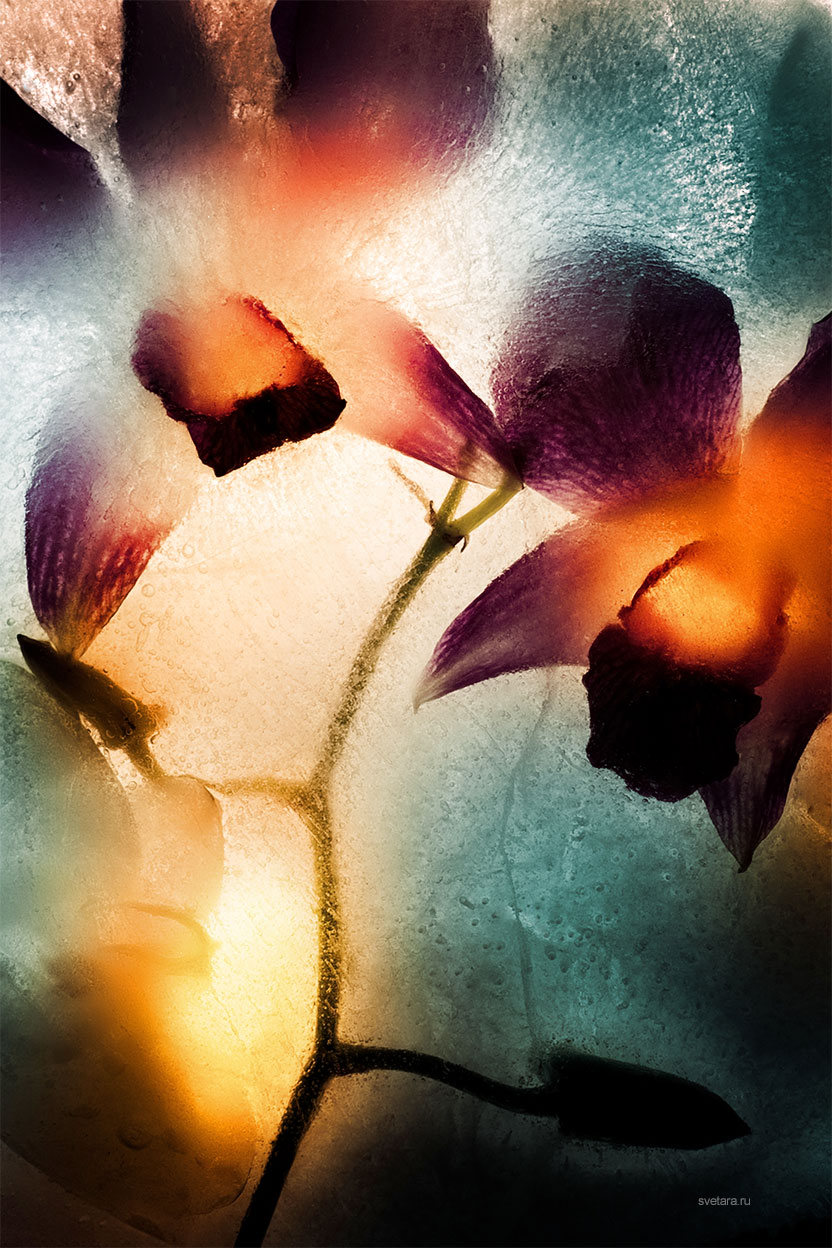 svetara_flower_ice_frozen_cold_art_beauty_life_color_photo