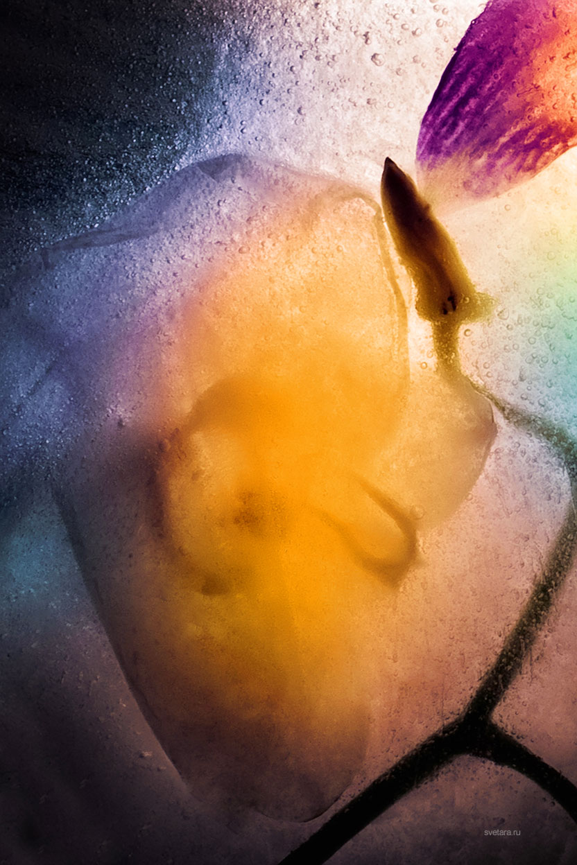 flower_ice_frozen_cold_art_beauty_life_color_photo