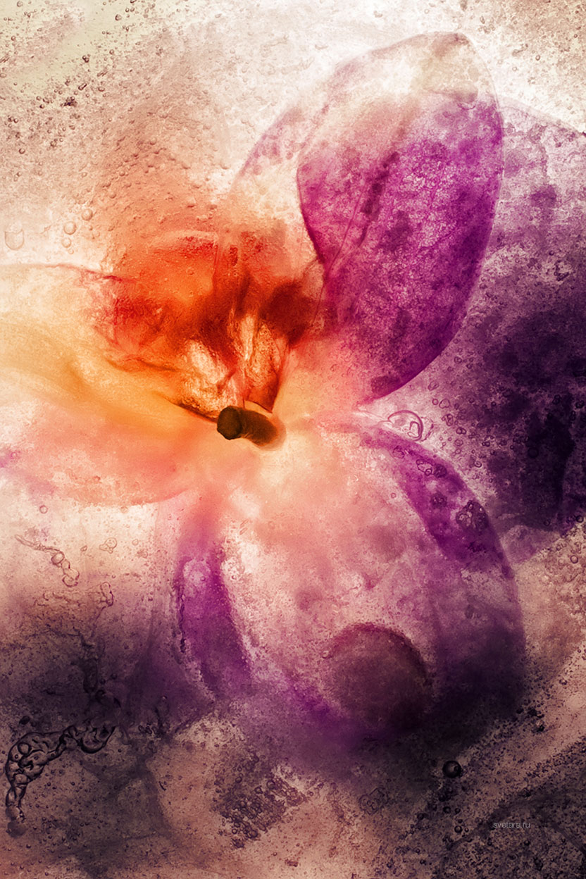 flower_ice_frozen_cold_art_beauty_life_color_photo
